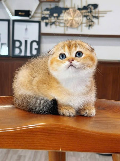 Scottish Fold