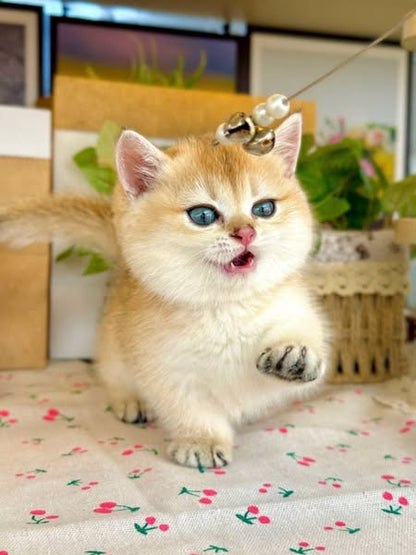 Munchkin