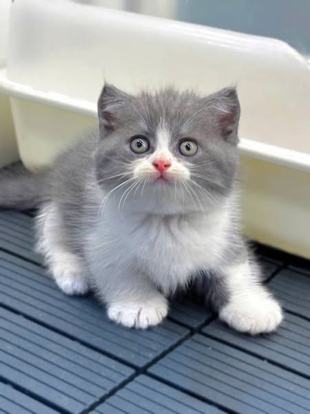 Munchkin