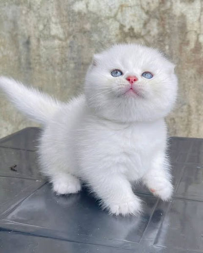 Munchkin Fold