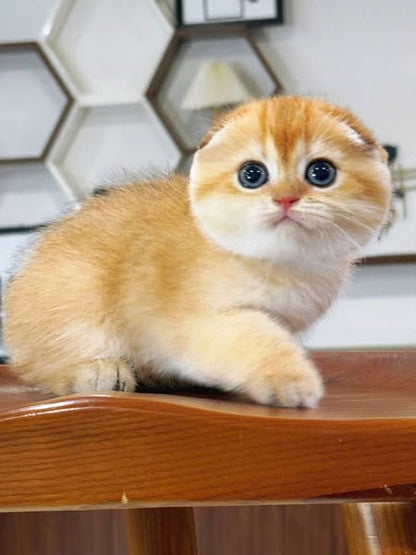 Scottish Fold