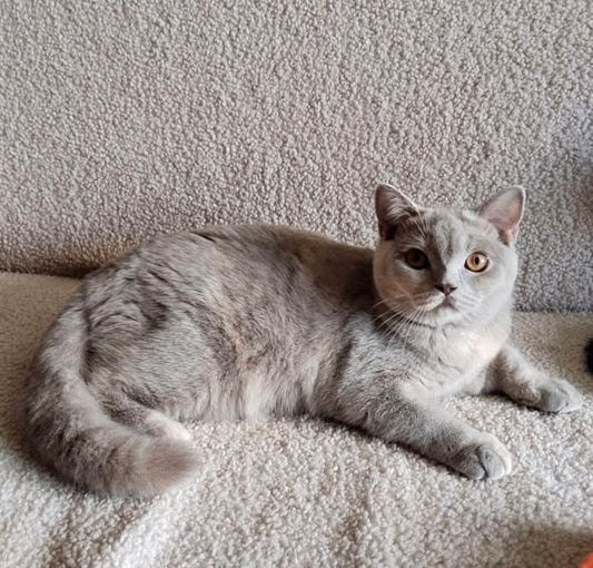 British Shorthair