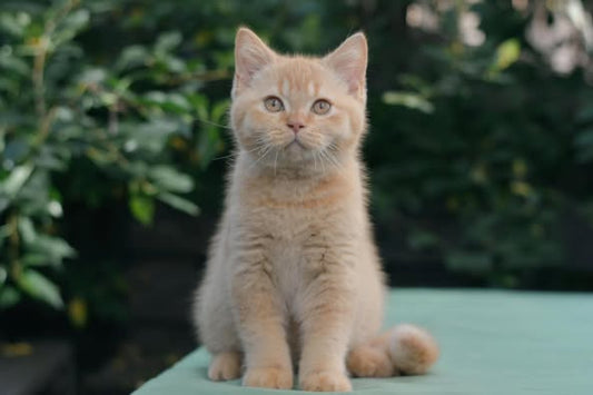 British Shorthair