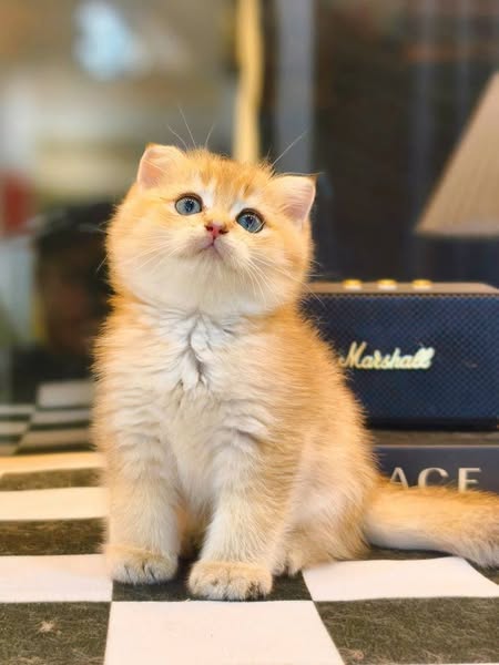 Scottish Fold