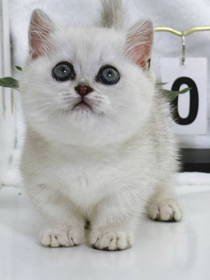 Munchkin