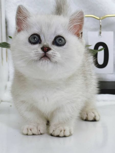 Munchkin