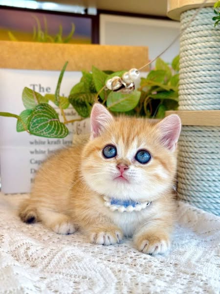 Munchkin