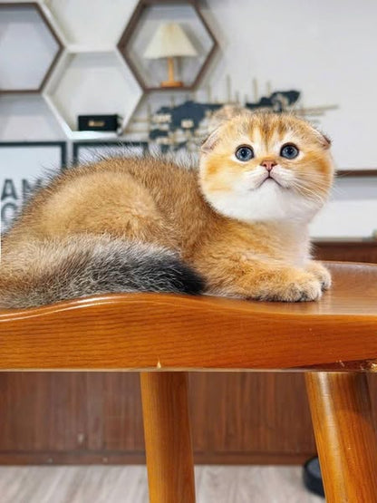 Scottish Fold