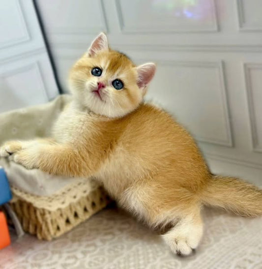 British Shorthair