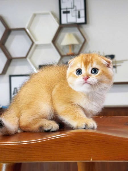 Scottish Fold