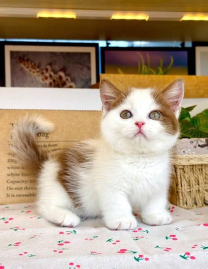 Munchkin