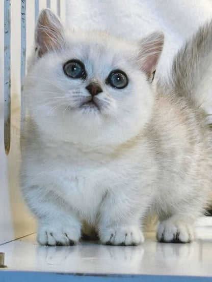 Munchkin
