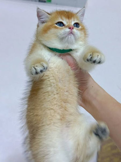 British Shorthair