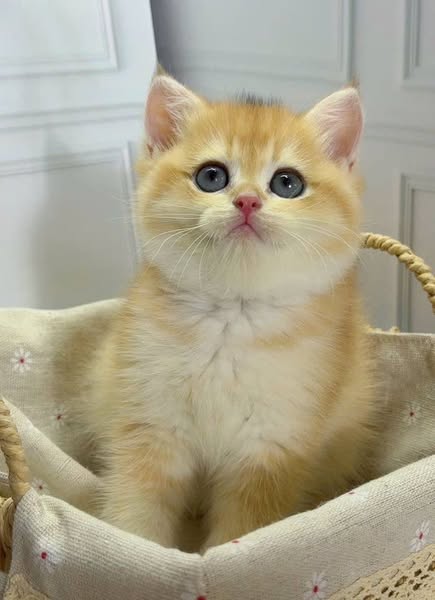 British Shorthair