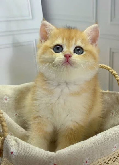 British Shorthair