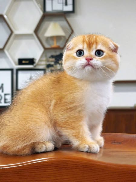 Scottish Fold