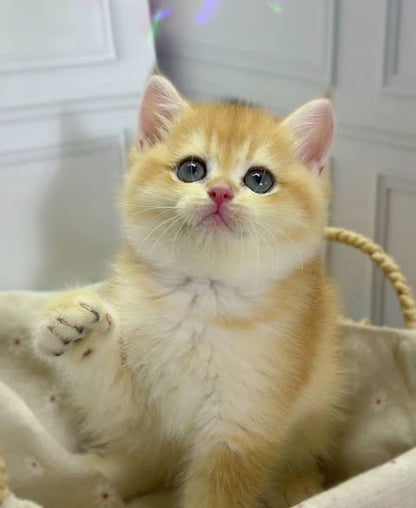 British Shorthair