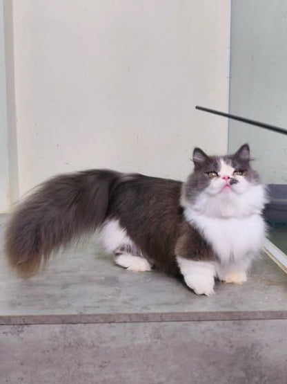 Munchkin Longhair