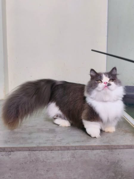 Munchkin Longhair