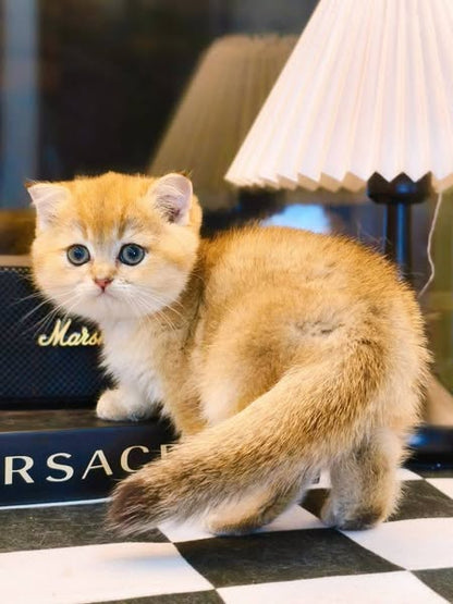 Scottish Fold