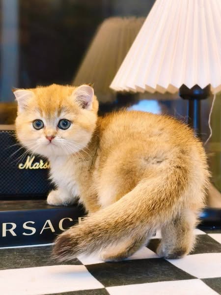 Scottish Fold