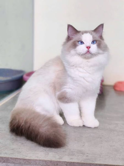 Ragdoll