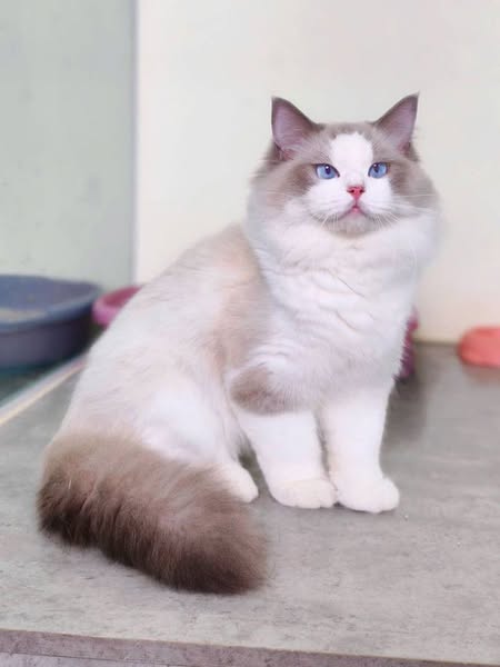 Ragdoll