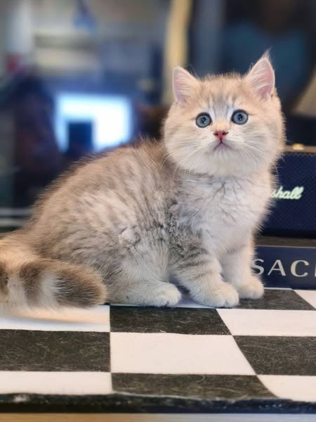 British Shorthair