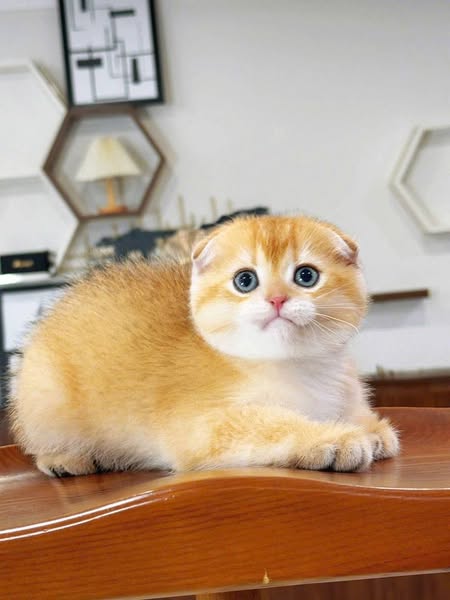 Scottish Fold