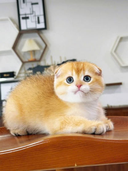 Scottish Fold