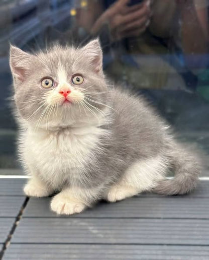 Munchkin