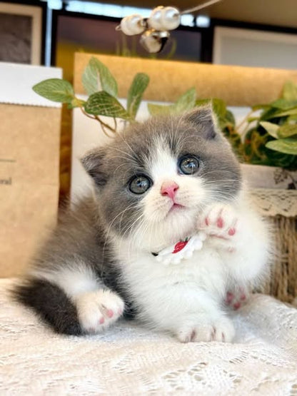 Munchkin Fold