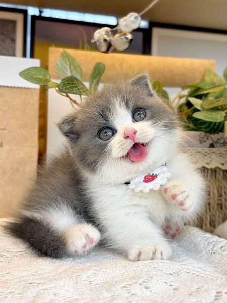 Munchkin Fold