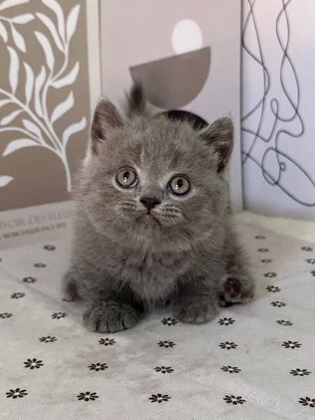 Munchkin