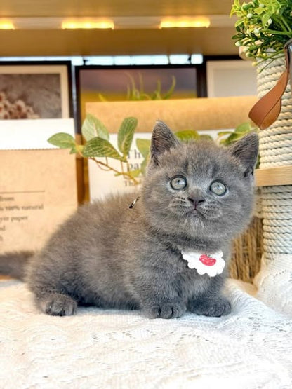 Munchkin