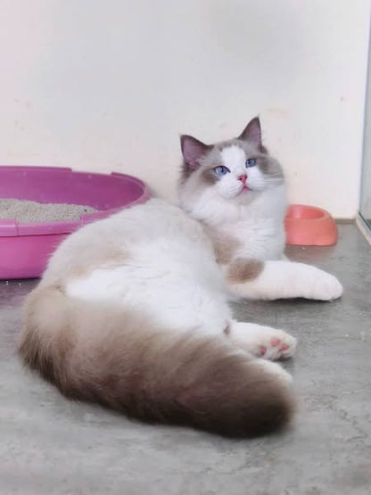 Ragdoll