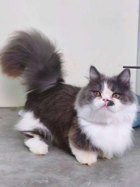 Munchkin Longhair