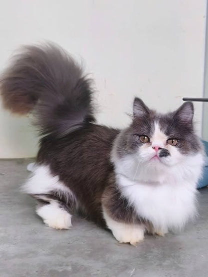 Munchkin Longhair