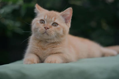 British Shorthair