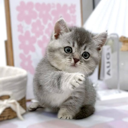 Munchkin