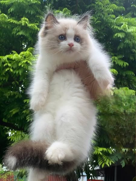 Ragdoll