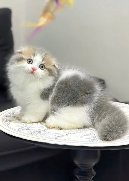 Munchkin Fold Longhair