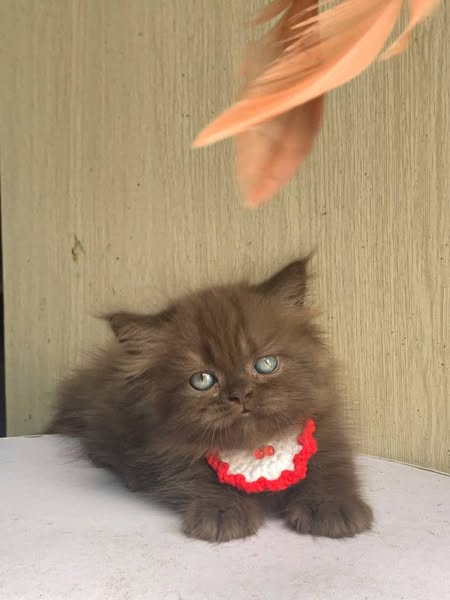 Munchkin Longhair