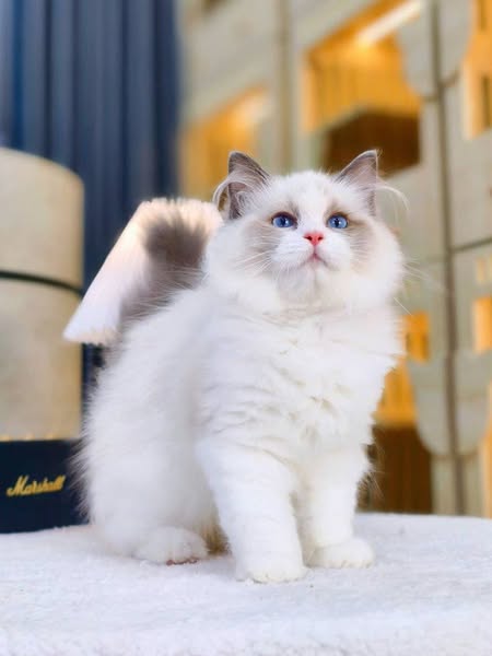 Ragdoll
