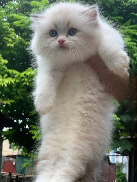 Ragdoll
