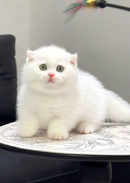 Munchkin Fold