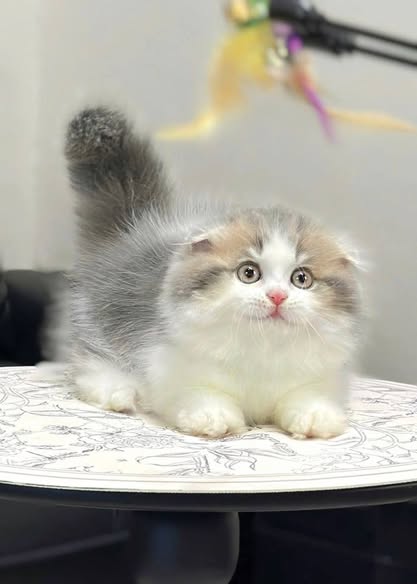 Munchkin Fold Longhair