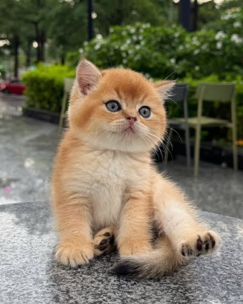 British Shorthair