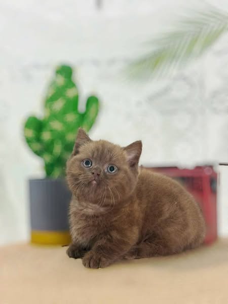 Munchkin