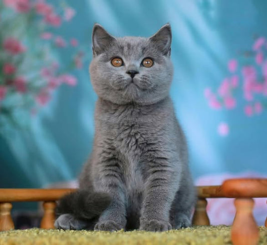 British Shorthair